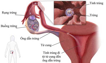quá trình thụ thai bao nhiêu ngày