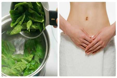 điều trị ngứa vùng kín bằng lá chè xanh