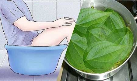 trị ngứa vùng kín bằng lá trầu không