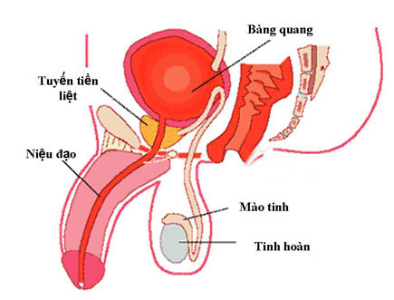 niệu đạo là gì?